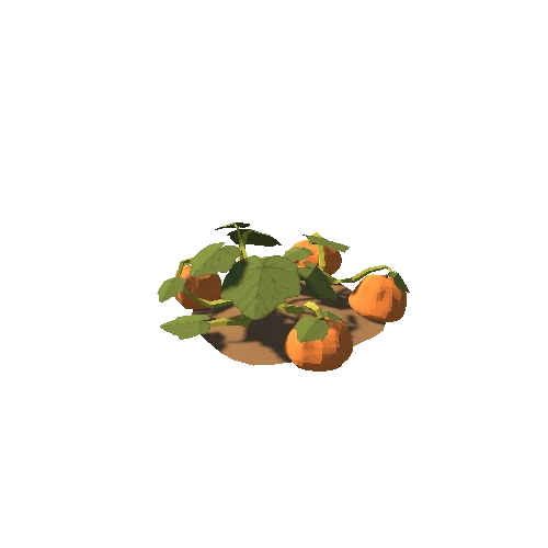 Pumpkin Plant